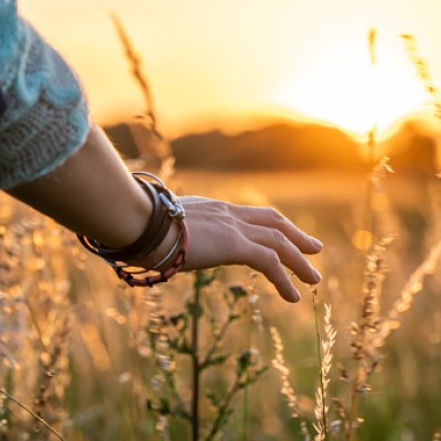 hand brushing over wheat field