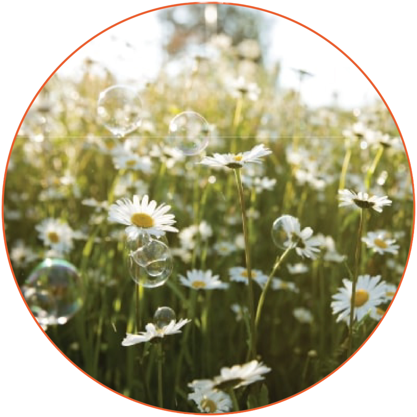 Field of Daisies with Bubbles